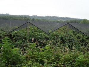 Plantation de kiwis