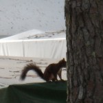Image volée de l'écureuil qui passait de hutte en hutte !