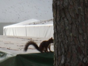Image volée de l'écureuil qui passait de hutte en hutte !